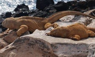 Galapagos-Sunbathing-Iguanas-Ecuador