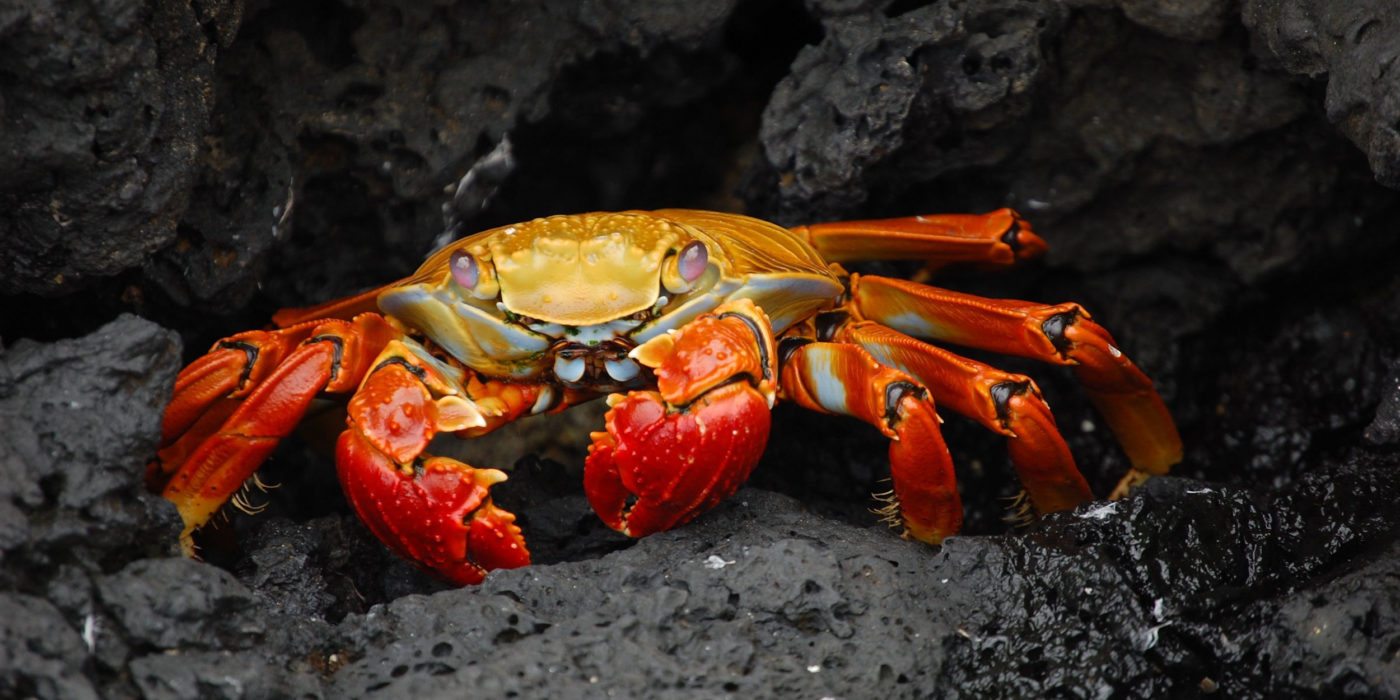 Galapagos-crab-Ecuador