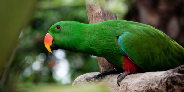 Green-Macaw