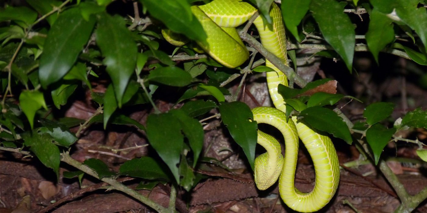 Green_Viper_Monteverde_Costa_Rica