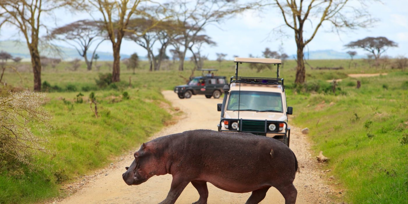 Hippo-safar-south-africa
