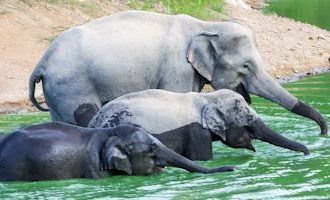 Hua-Hin-Elephant-Family