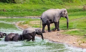 Hua-Hin-Elephants-in-River