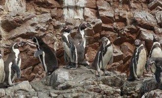 Humboldt_Penguins