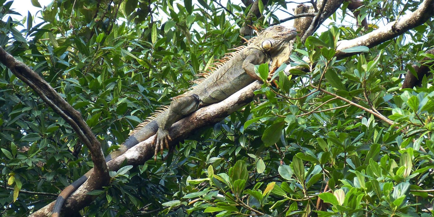 Iguana_Tortuguero_NP_Costa_Rica