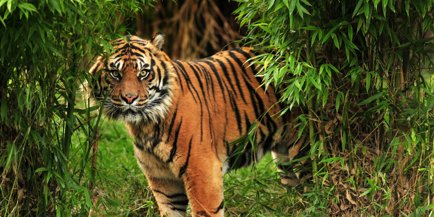 India_Tiger-India
