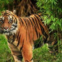 India_Tiger-India