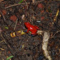 Irauzqui-Dart-Frog-Monteverde-Costa-Rica