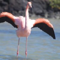 greater-flamingo-Ecuador
