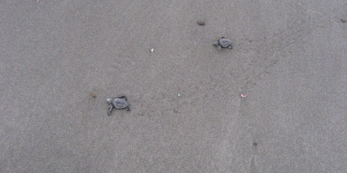 Turtles-first-swim-morgans-nicaragua