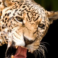 Jaguar_Pantanal_Brazil