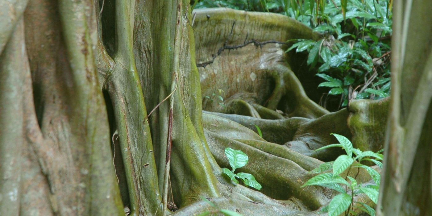Jungle_Roots_Belize