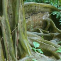 Jungle_Roots_Belize