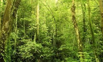 Kalimantan-Jungle-Indonesia