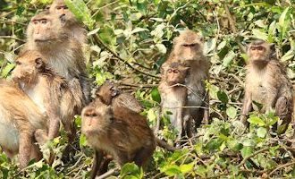 Kalimantan-Long-Tailed-Macaques-Indonesia