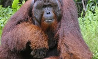 male-orangutan-indonesia