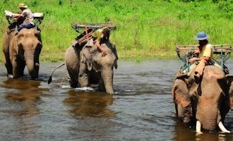 Kanchanaburi-Elephants