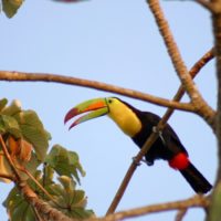 Keel-billed-Toucan-Panama