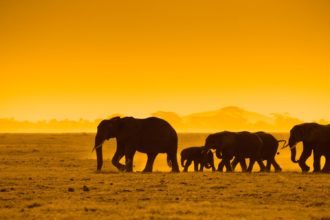 Kenya_Amboseli_Elephants_Sunset