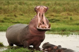 Kenya_Amboseli_Hippo_Yawning