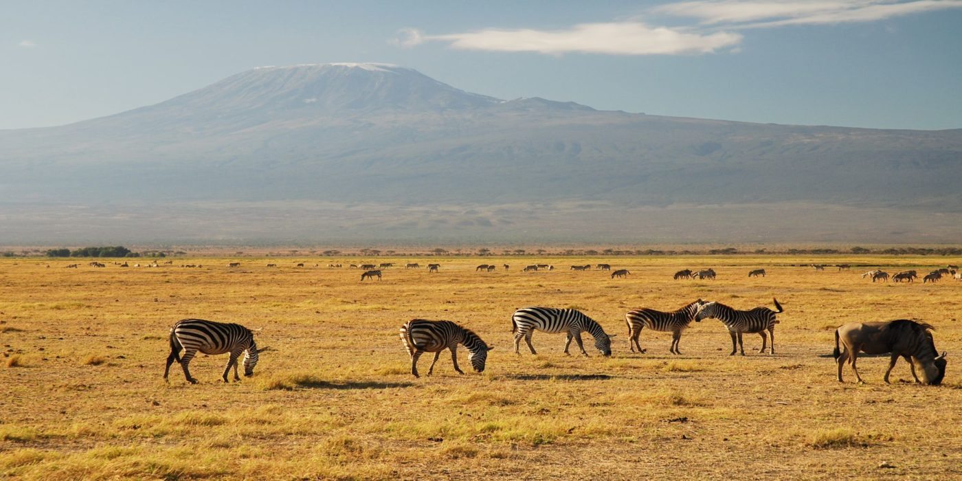 Kenya_Kilimanjaro_Zebras