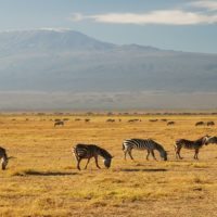 Kenya_Kilimanjaro_Zebras
