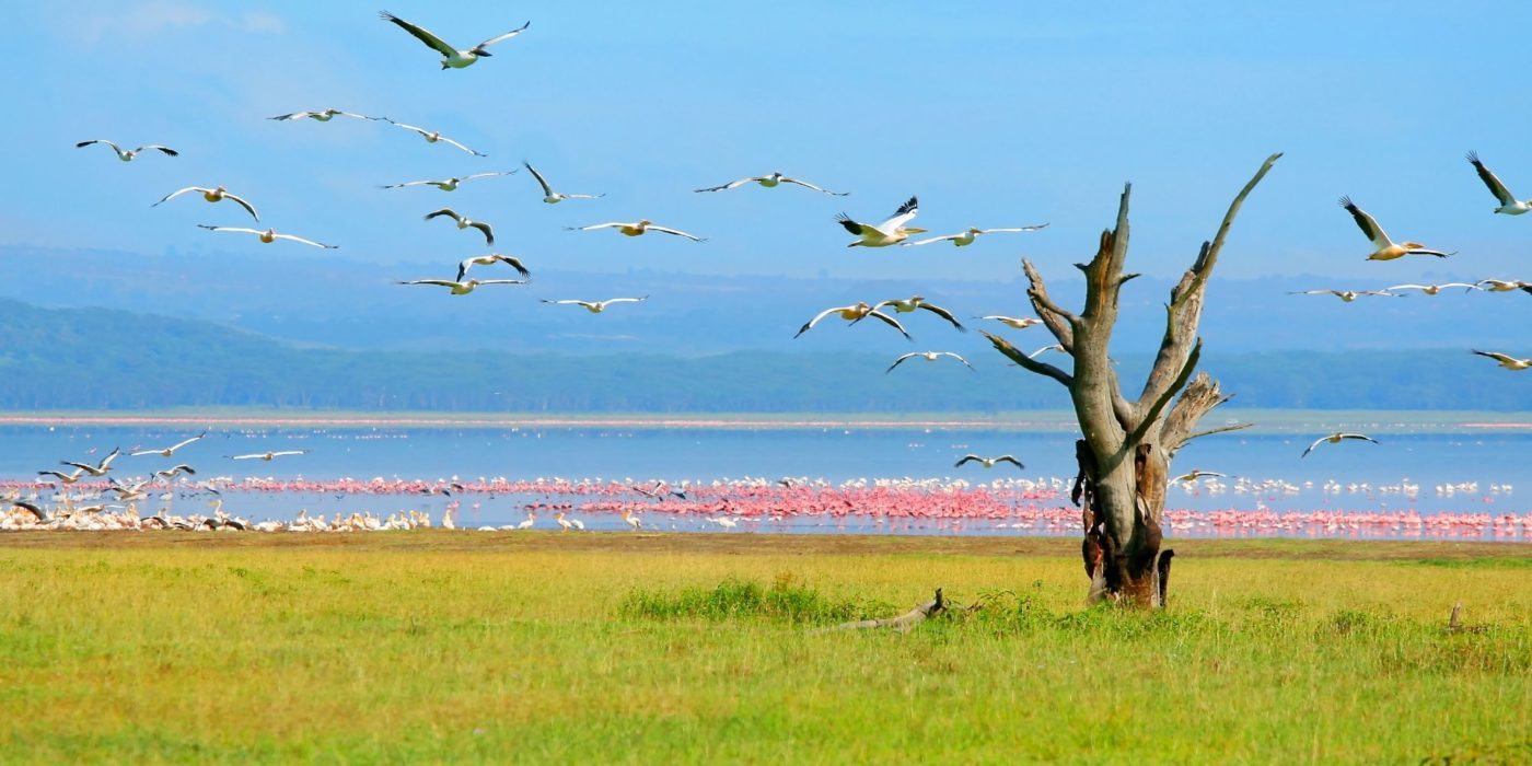 Kenya_Lake_Nakuru_Tree_Birds