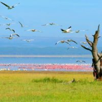 Kenya_Lake_Nakuru_Tree_Birds