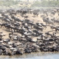 Kenya_masai_mara_wildebeast