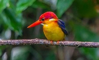 kota-kinabalu-bird-malaysia