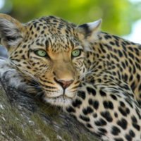 LandingPage-Botswana-leopard