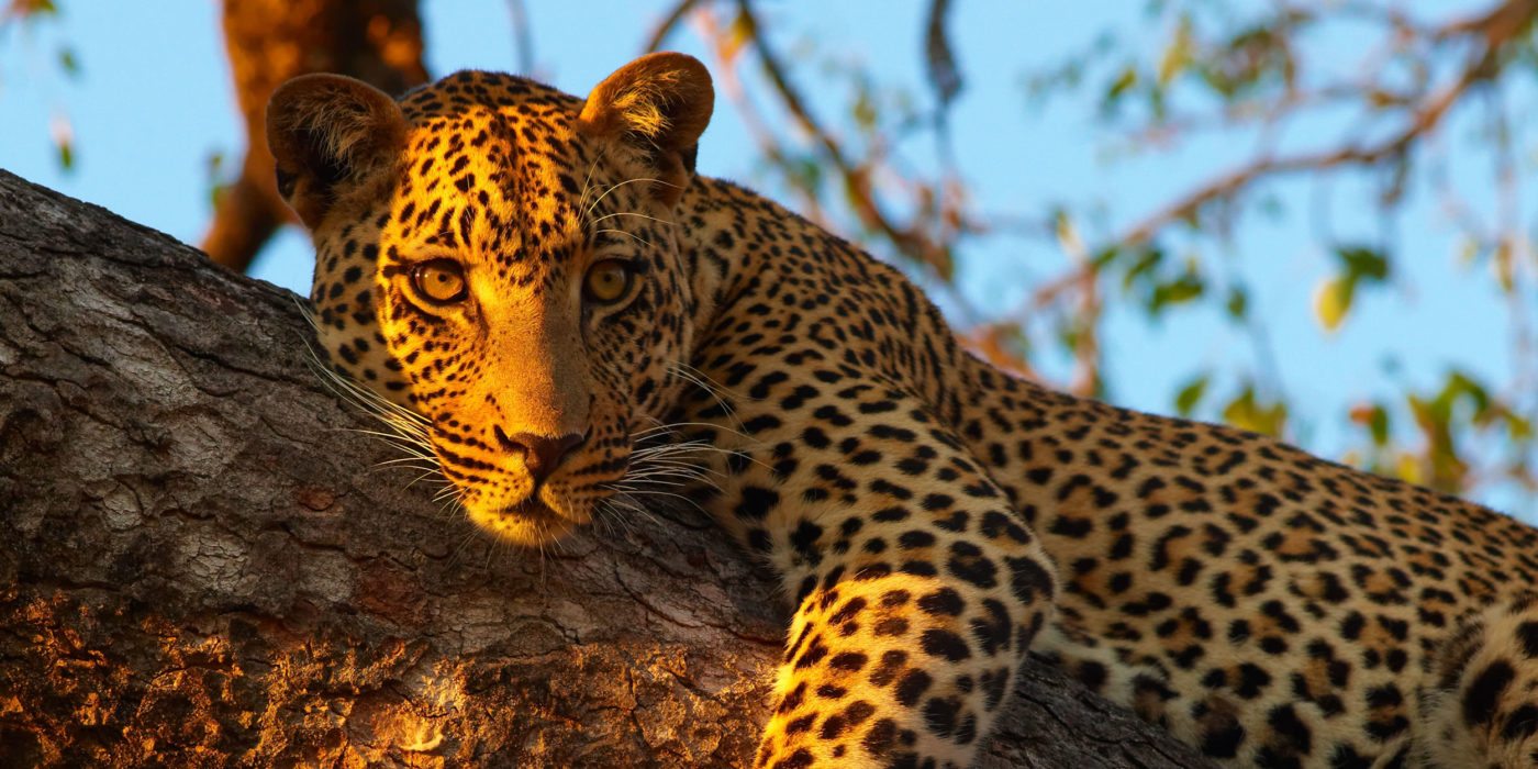 Leopard-South-Africa
