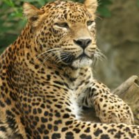 Leopard-Sri-Lanka