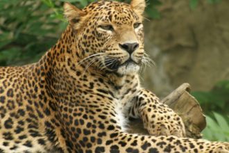 Leopard-Sri-Lanka