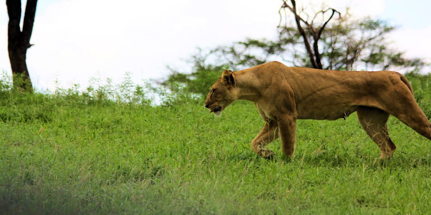 Lioness-Tarangire-NP-tanzania