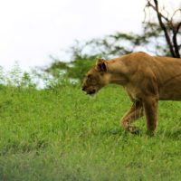Lioness-Tarangire-NP-tanzania