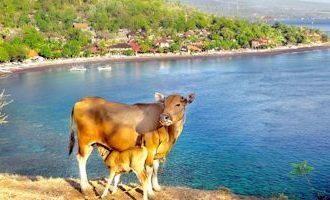 Lombok-Cows-and-Village-View