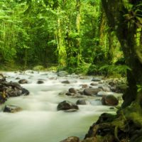 Malaysia-kuching-rainfores