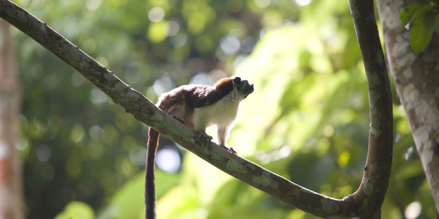 Monkey-Mingasson-Panama