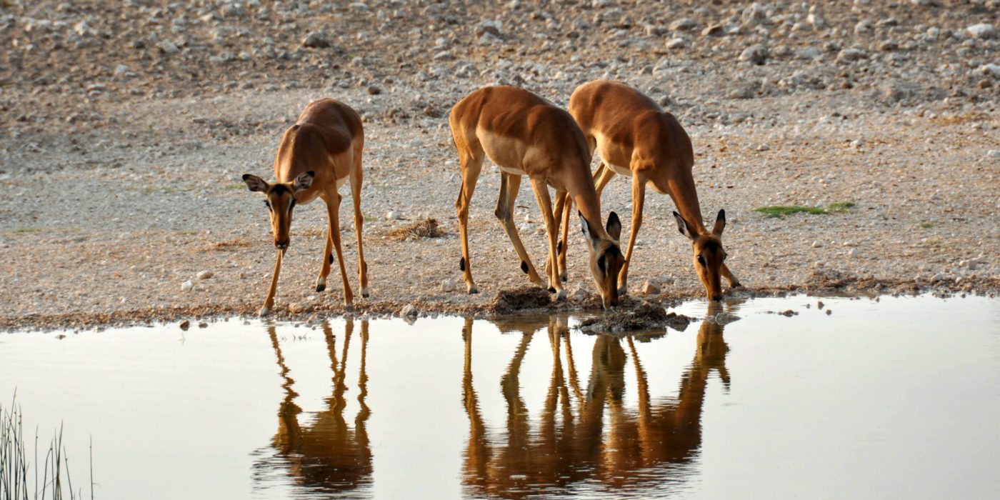 Namibia-antelope-waterhole