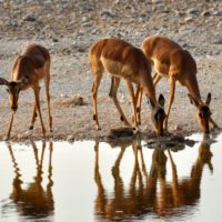 Namibia-antelope-waterhole