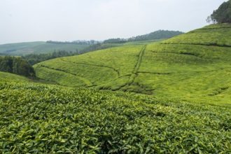 Nyungwe-Tea-Plantation
