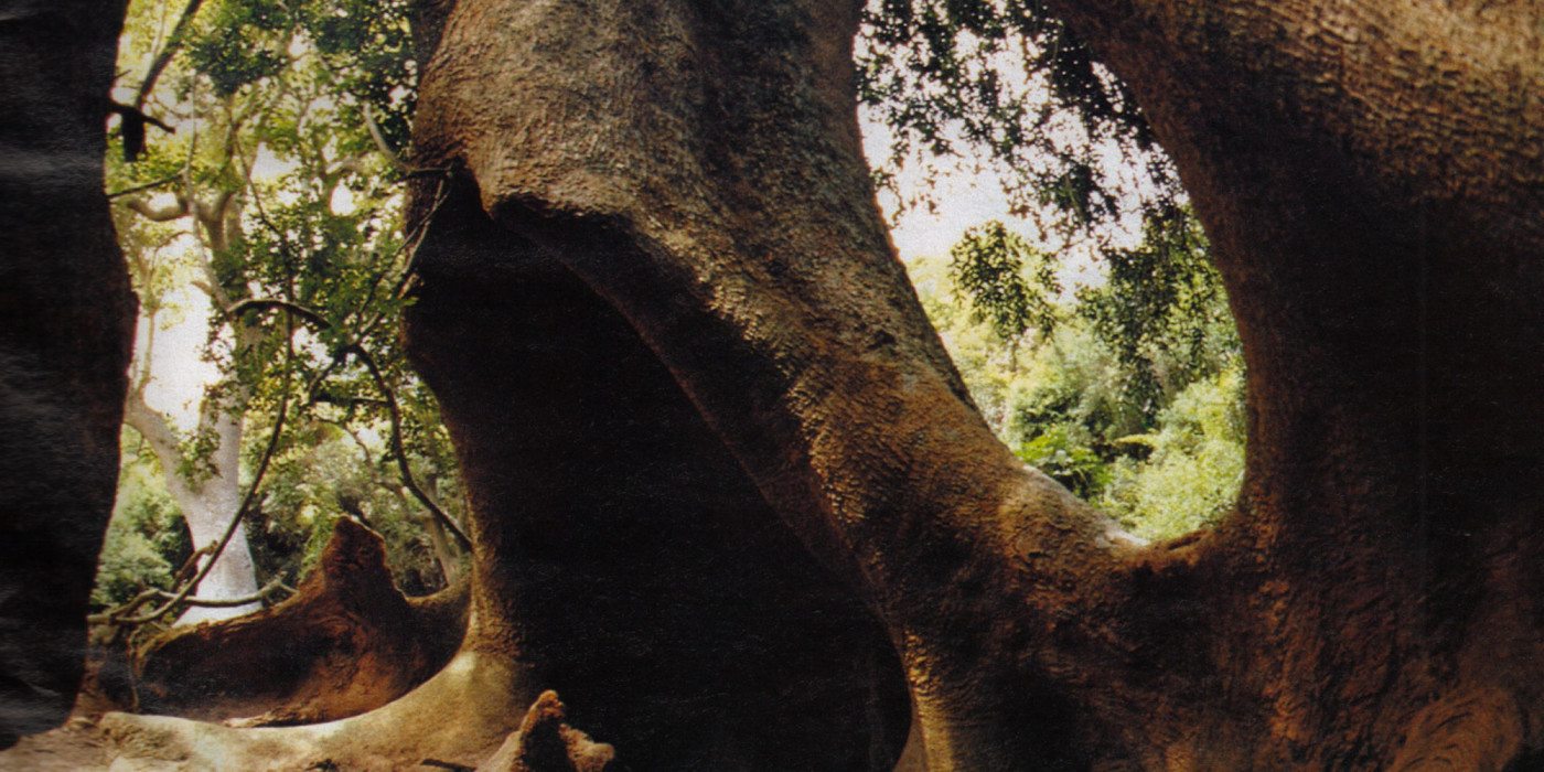Ombu-Tree-trunk