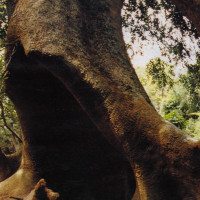 Ombu-Tree-trunk