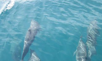 Dolphin-bay-Panama