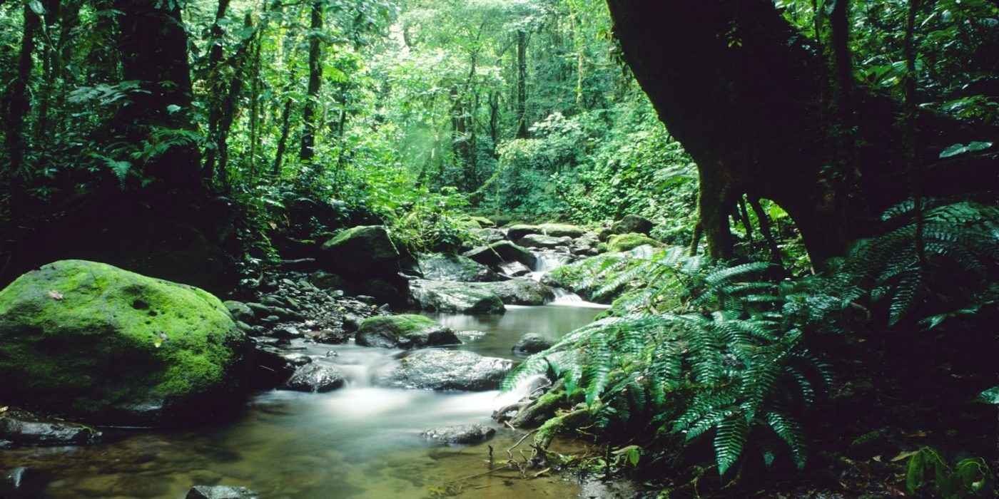 Panama_Gamboa_forest