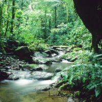 Panama_Gamboa_forest