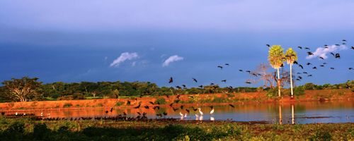 Pantanal-Brazil