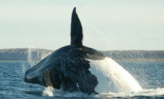 Patagonian_whale_jumping_high
