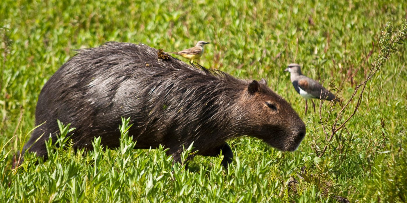 Capybara_Ibera_Argentina
